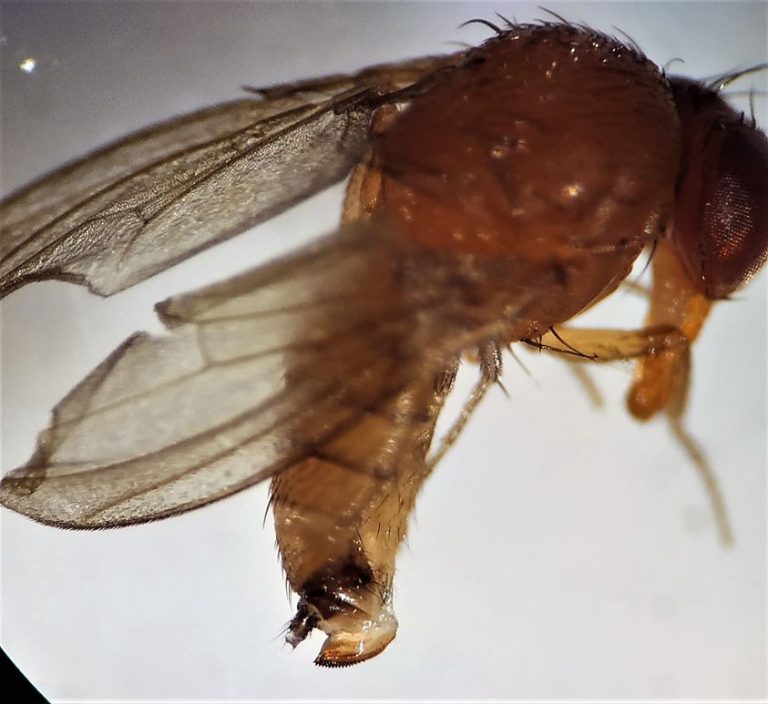 Drosophila Suzukii: Τρόπος και θέσεις διάπαυσης