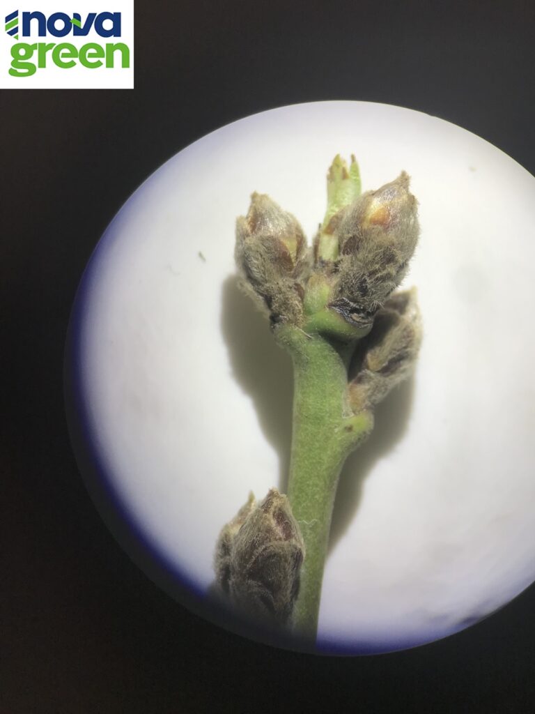 Έναρξη έκπτυξης οφθαλμών στις υπερπρώιμες ποικιλίες