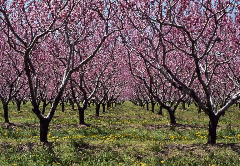 Επεμβάσεις για αύξηση και ομοιομορφία έκπτυξης οφθαλμών
