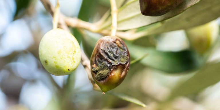 Γλοιοσπόριο: τι είναι και πώς απειλεί τους ελαιώνες